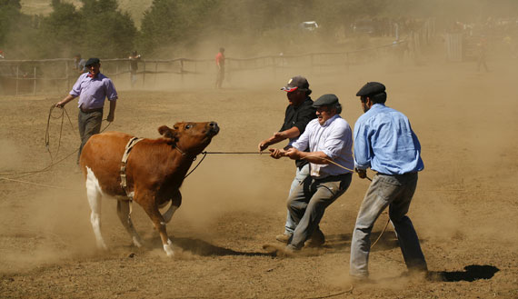 080216rodeo03.jpg - taille 41,20ko