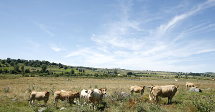 070814Vaches.jpg taille 24,03ko